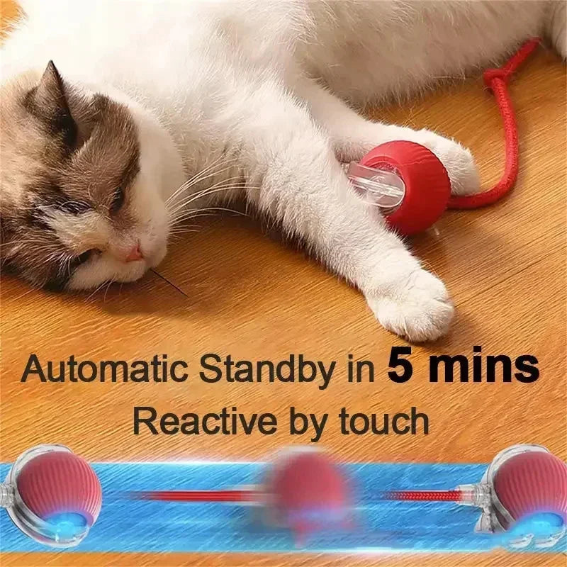 Paw’n’ Play Ball